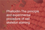 Phalloidin-The principle and experimental procedure of cell skeleton staining