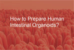 How to Prepare Human Intestinal Organoids