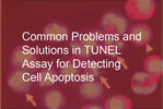 Common Problems and Solutions in TUNEL Assay for Detecting Cell Apoptosis