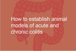 How to establish animal models of acute and chronic colitis