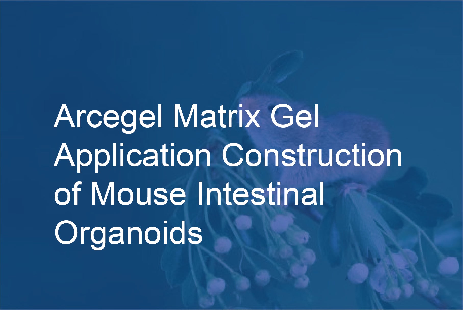 Arcegel Matrix Gel Application - Construction of Mouse Intestinal Organoids