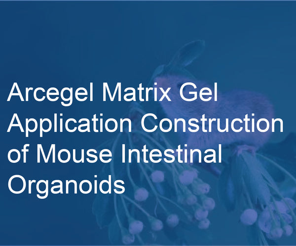 Arcelar Matrix Arcegel Matrix Gel Application - Construction of Mouse Intestinal Orga ...