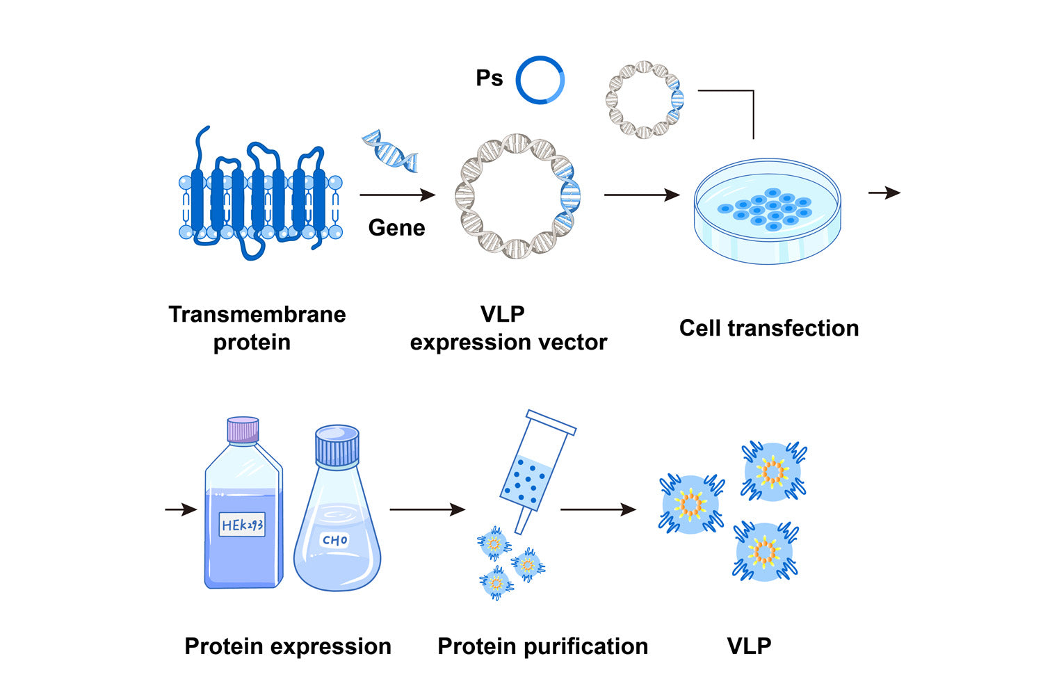 Vlp Recombinant Protein – Arcegen
