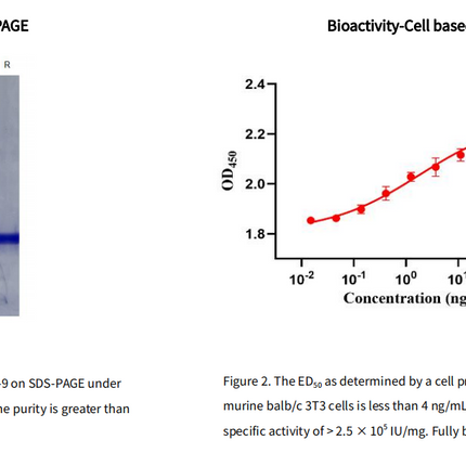 Recombinant Human FGF-9 Protein, His tag_C230347