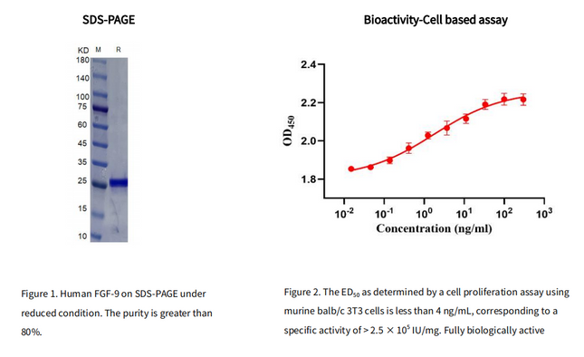 Recombinant Human FGF-9 Protein, His tag_C230347