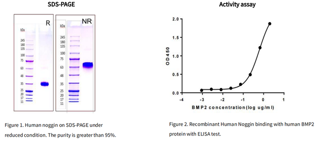 Recombinant Human Noggin Protein,His Tag _ C230462