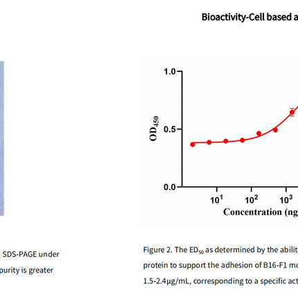 Recombinant Human Vitronectin/VTN Protein, His tag_C230519