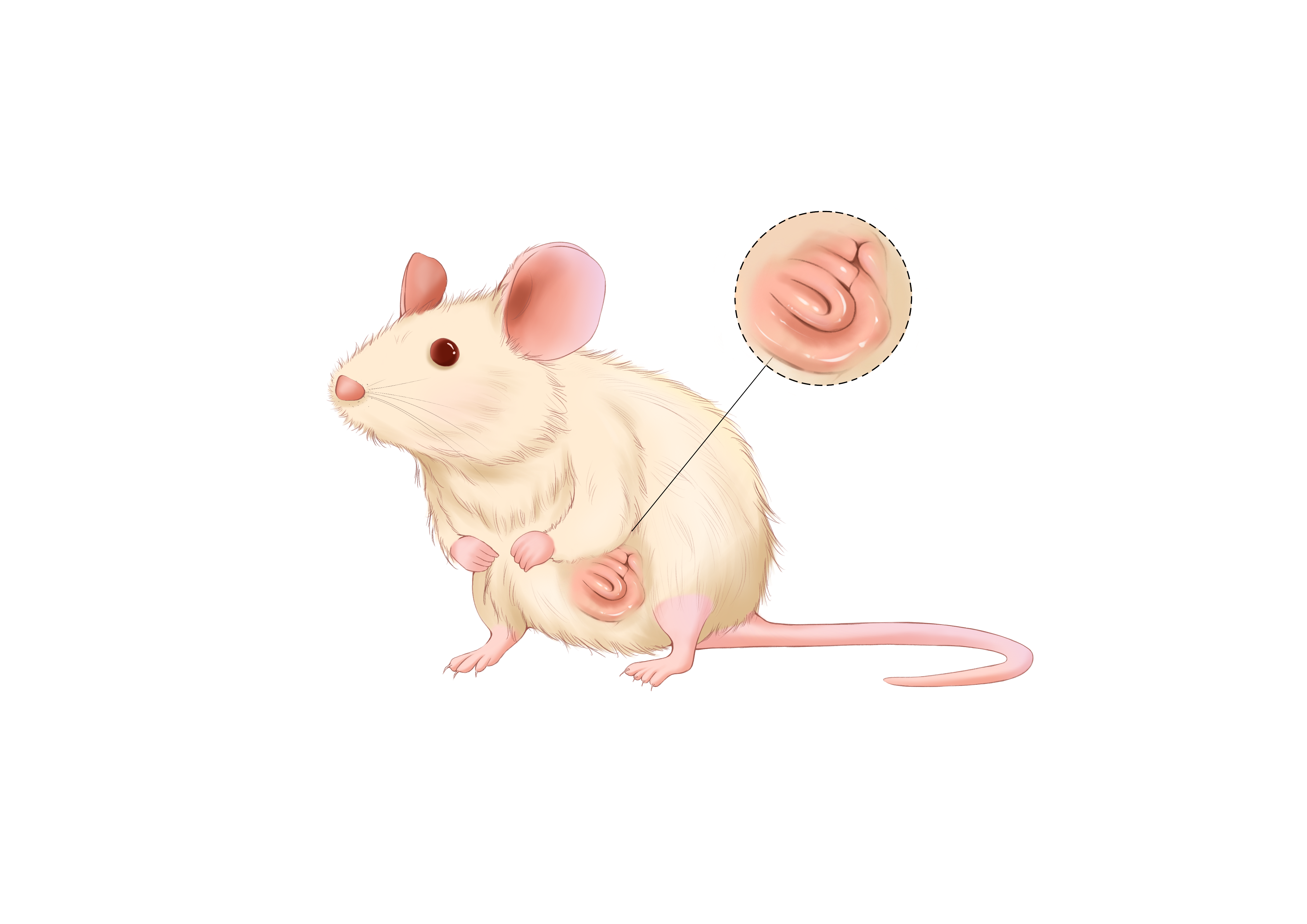 Mouse Intestinal Development 3DCultr Intestinal Organoid Growth Medium (Mouse)_C231105 – Arcegen